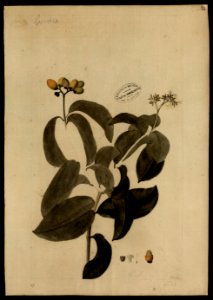 (Cordia) (1), da Coleção Brasiliana Iconográfica