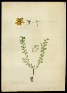 (Cassia) (1), da Coleção Brasiliana Iconográfica