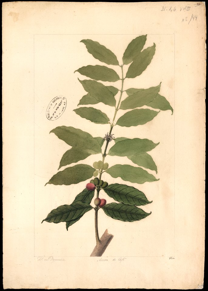 (Coffea arabica, Linn.), da Coleção Brasiliana Iconográfica