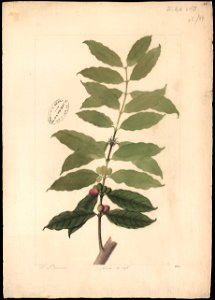 (Coffea arabica, Linn.), da Coleção Brasiliana Iconográfica