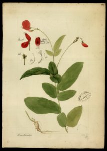(Clitoria cajanifolia, Benth.)., da Coleção Brasiliana Iconográfica