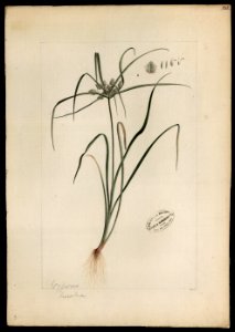 (Cyperaceae) (1), da Coleção Brasiliana Iconográfica