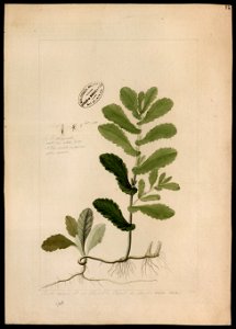 (Compositae) (2), da Coleção Brasiliana Iconográfica