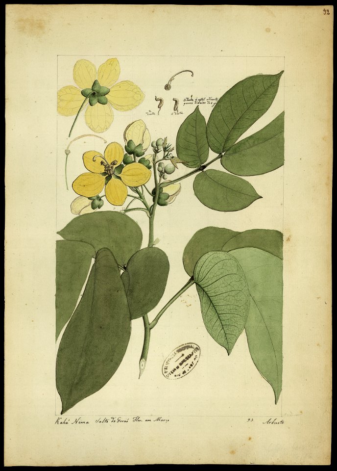 (Cassia cassillaris, Linn.), da Coleção Brasiliana Iconográfica