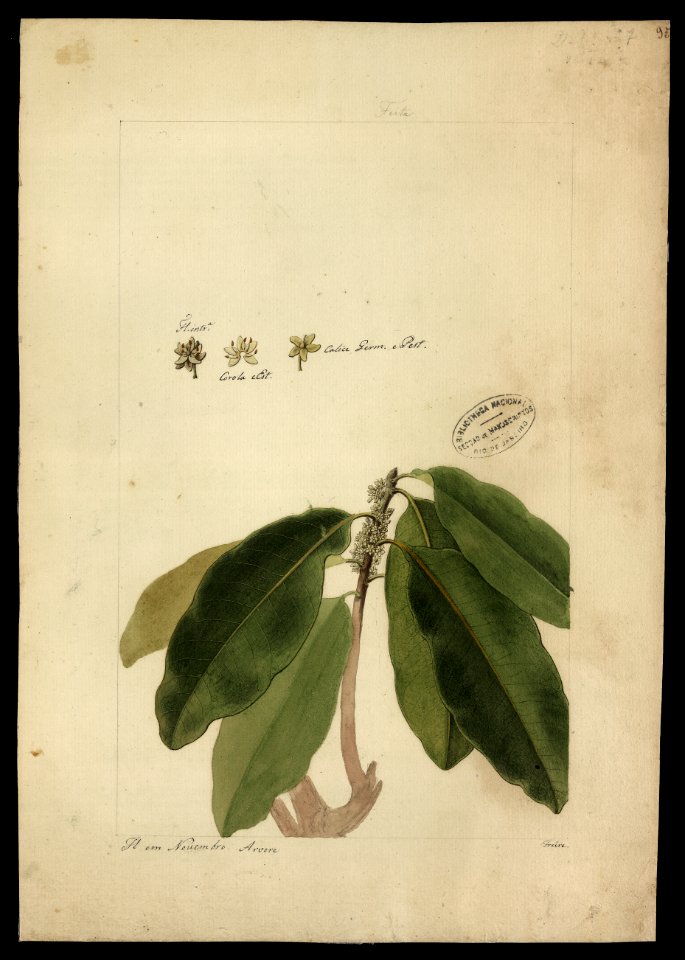 (Chrysophyllum), da Coleção Brasiliana Iconográfica