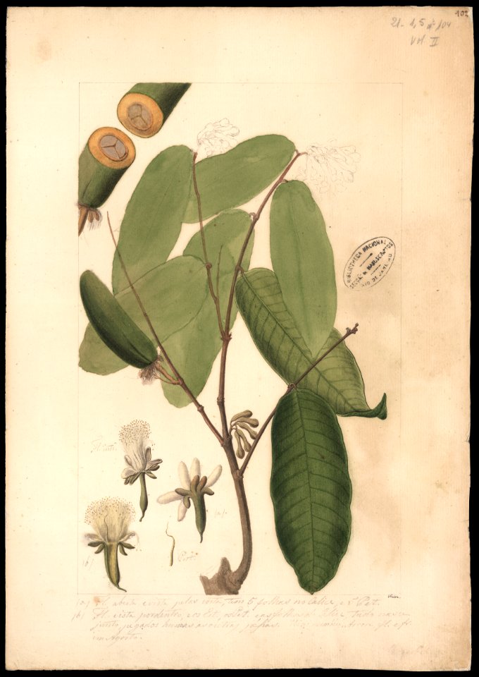 (Conepia carysocalyx, Benth.), da Coleção Brasiliana Iconográfica