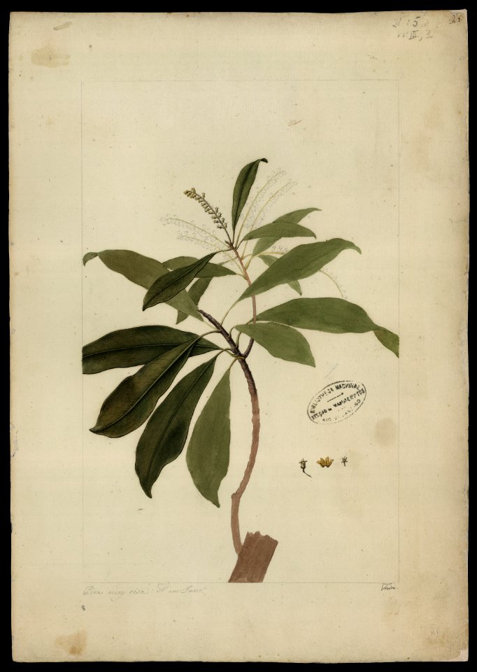 (Conomorpha) (2), da Coleção Brasiliana Iconográfica