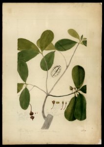 (Cernstroemia), da Coleção Brasiliana Iconográfica