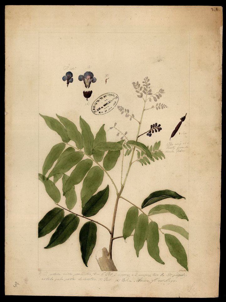 (Dalbergia) (2), da Coleção Brasiliana Iconográfica