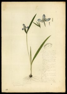 (Cipura), da Coleção Brasiliana Iconográfica