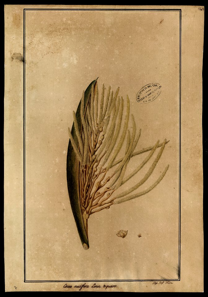 (Cocos nucifera, Linn.)., da Coleção Brasiliana Iconográfica