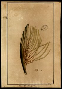 (Cocos nucifera, Linn.)., da Coleção Brasiliana Iconográfica