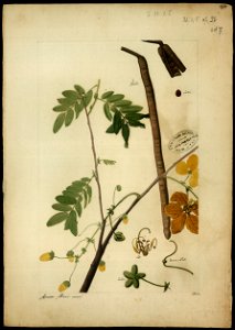 (Cassia leptophylla), da Coleção Brasiliana Iconográfica