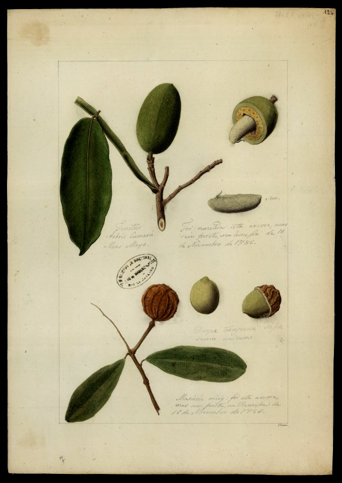 (Chrysophyllum e Dipteryx odorata, Wilh), da Coleção Brasiliana Iconográfica