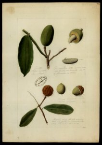 (Chrysophyllum e Dipteryx odorata, Wilh), da Coleção Brasiliana Iconográfica
