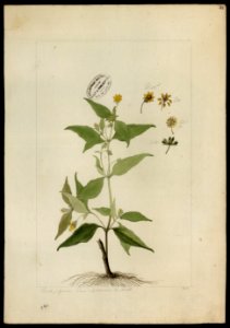 (Compositae) (1), da Coleção Brasiliana Iconográfica