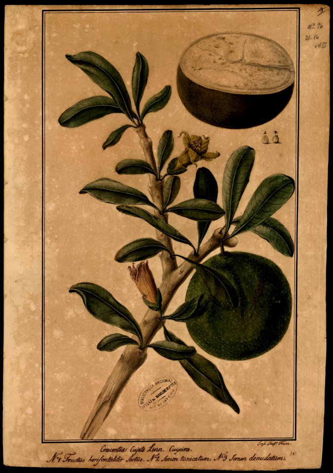 (Crescentia cujete), da Coleção Brasiliana Iconográfica