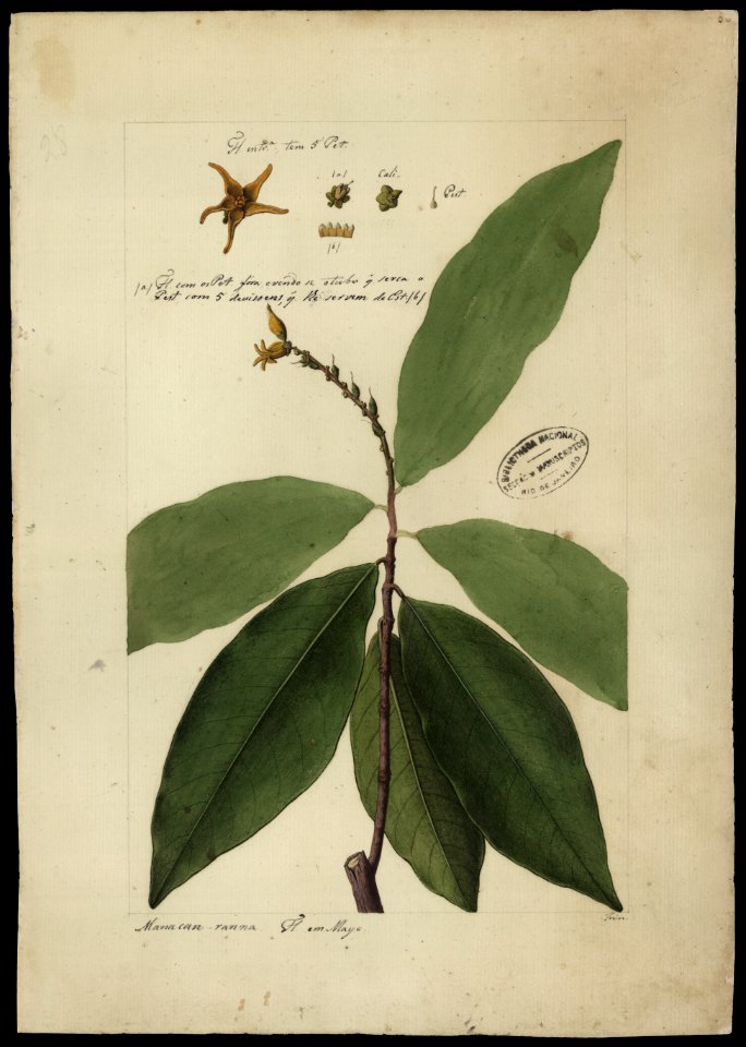 (Caypayrola ginanensis, Aubl.), da Coleção Brasiliana Iconográfica