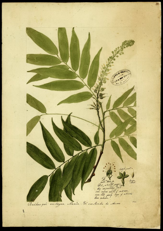 (Cruvya amazonica, Spr.), da Coleção Brasiliana Iconográfica