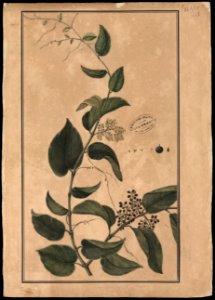 (Cissum sicyoides, Linn.), da Coleção Brasiliana Iconográfica