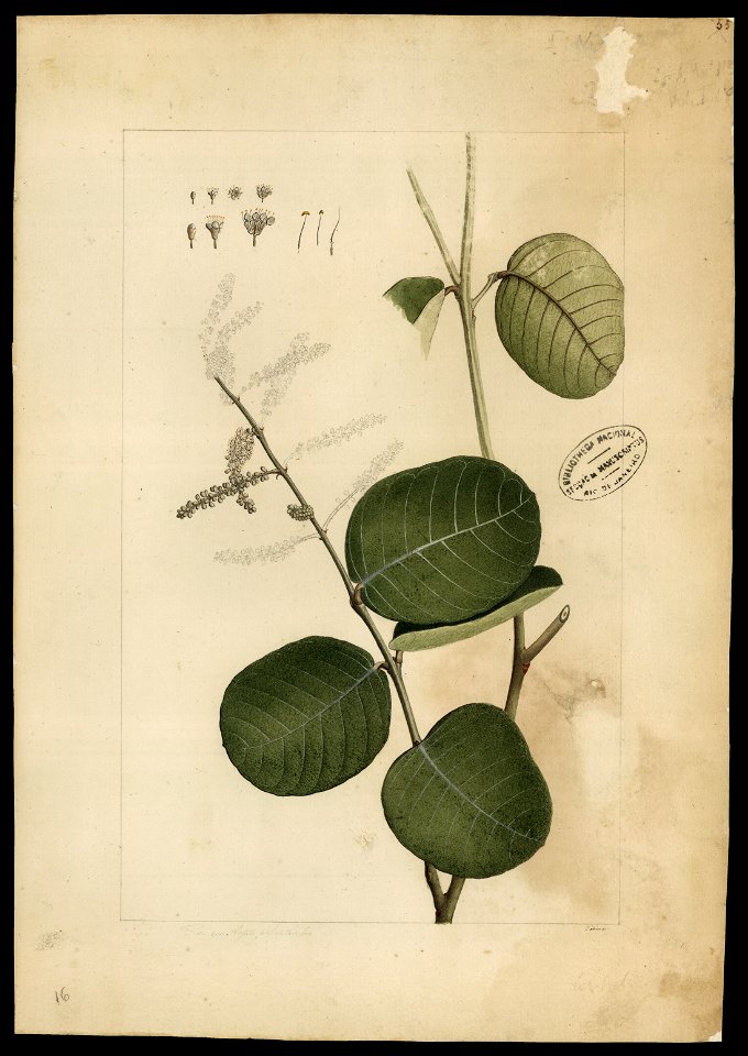 (Combretum Jacquini, Grisebª), da Coleção Brasiliana Iconográfica