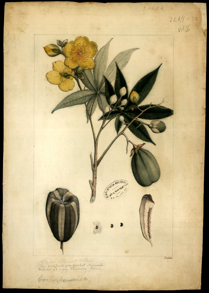 (Cochlospermun), da Coleção Brasiliana Iconográfica