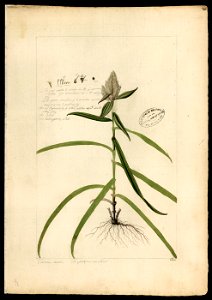 (Cyperaceae) (2), da Coleção Brasiliana Iconográfica
