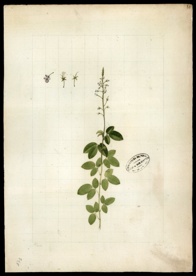 (Desmodium) (2), da Coleção Brasiliana Iconográfica