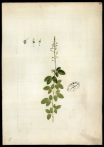 (Desmodium) (2), da Coleção Brasiliana Iconográfica