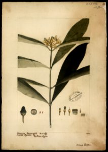 (Cotalia resinifera), da Coleção Brasiliana Iconográfica