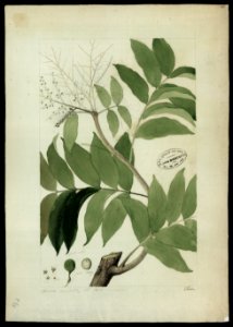 (Connarus del Rourea) (1), da Coleção Brasiliana Iconográfica