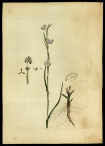 (Commelina), da Coleção Brasiliana Iconográfica