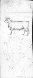 (Cow) PD-1952-2-37B