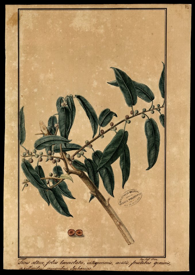 (Ficus) (1), da Coleção Brasiliana Iconográfica