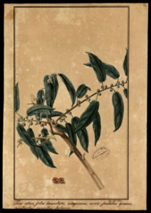 (Ficus) (1), da Coleção Brasiliana Iconográfica