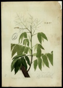 (Connarus) (2), da Coleção Brasiliana Iconográfica