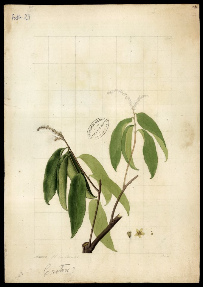 (Croton) (2), da Coleção Brasiliana Iconográfica