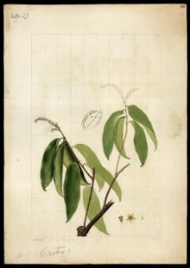 (Croton) (2), da Coleção Brasiliana Iconográfica