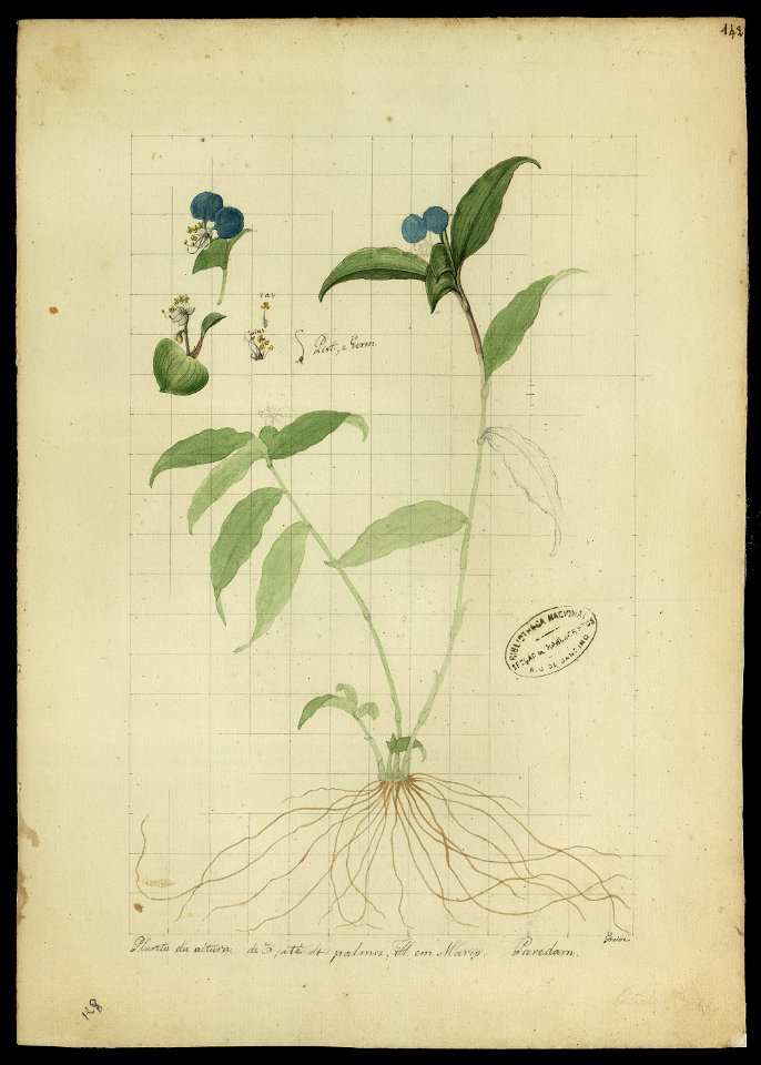 (Commelina elegans, Humb.)., da Coleção Brasiliana Iconográfica
