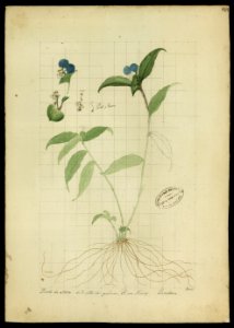 (Commelina elegans, Humb.)., da Coleção Brasiliana Iconográfica