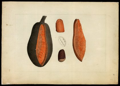 (Flora brasileira sem identificação) (13), da Coleção Brasiliana Iconográfica