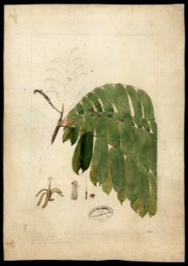 (Crichilia), da Coleção Brasiliana Iconográfica