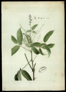 (Connarus) (1), da Coleção Brasiliana Iconográfica