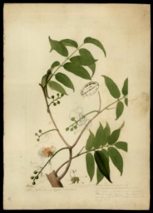 (Flora brasileira sem identificação) (20), da Coleção Brasiliana Iconográfica