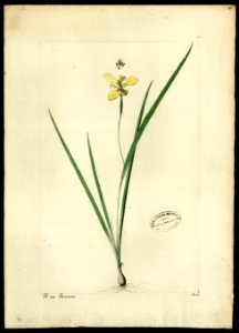 (Cypella), da Coleção Brasiliana Iconográfica