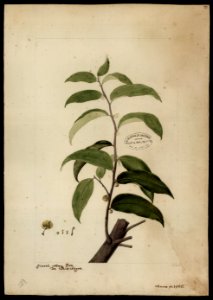 (Euphorbiacea) (2), da Coleção Brasiliana Iconográfica