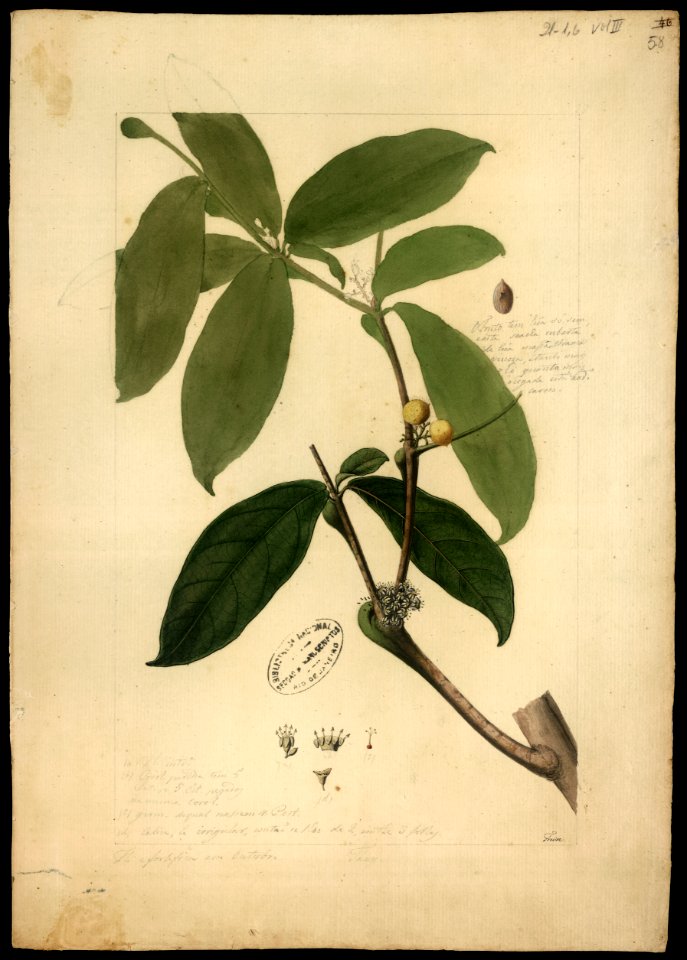 (Cordia) (2), da Coleção Brasiliana Iconográfica