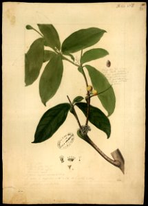 (Cordia) (2), da Coleção Brasiliana Iconográfica