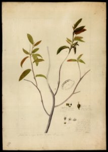 (Croton) (1), da Coleção Brasiliana Iconográfica