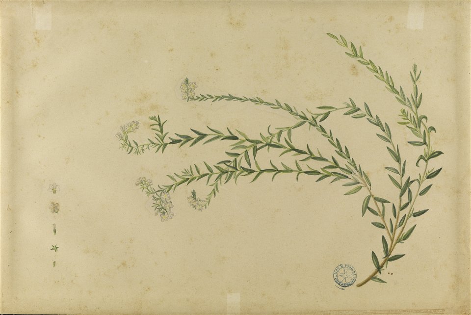 (Folhas e flores) (1), da Coleção Brasiliana Iconográfica